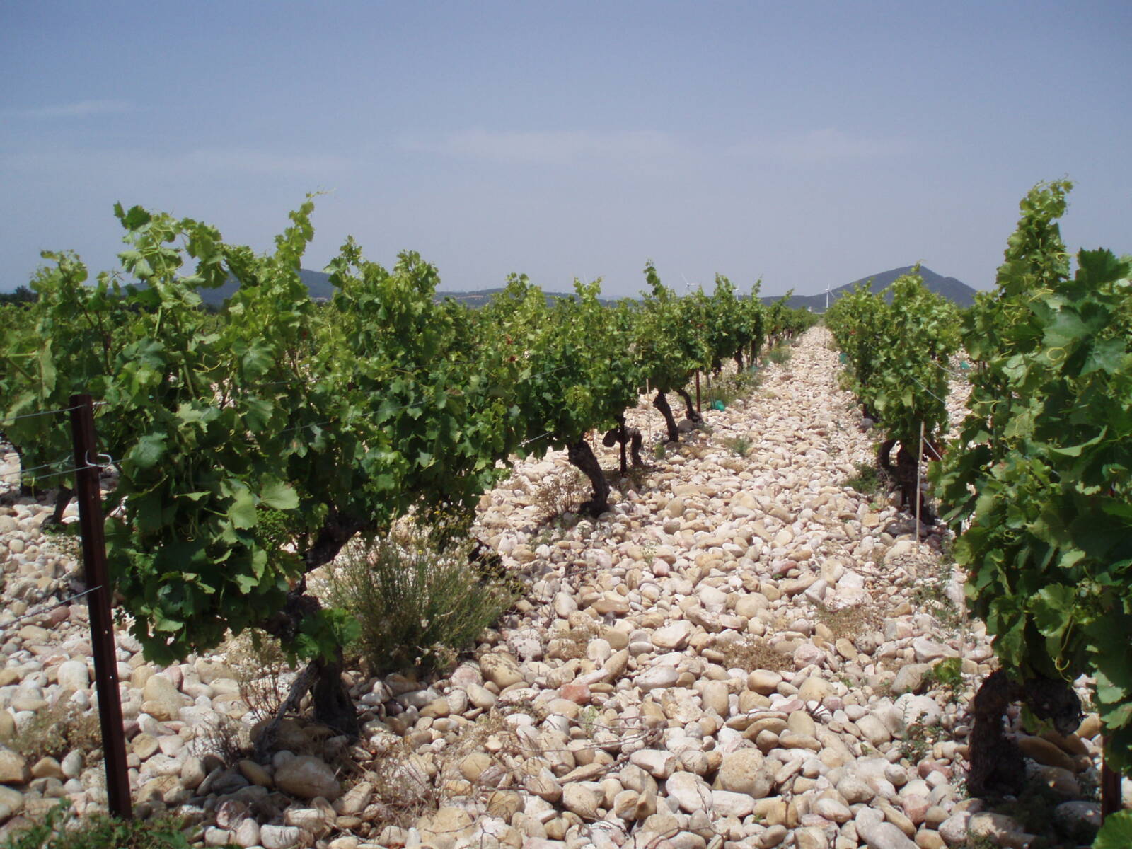 vignes granges gontardes