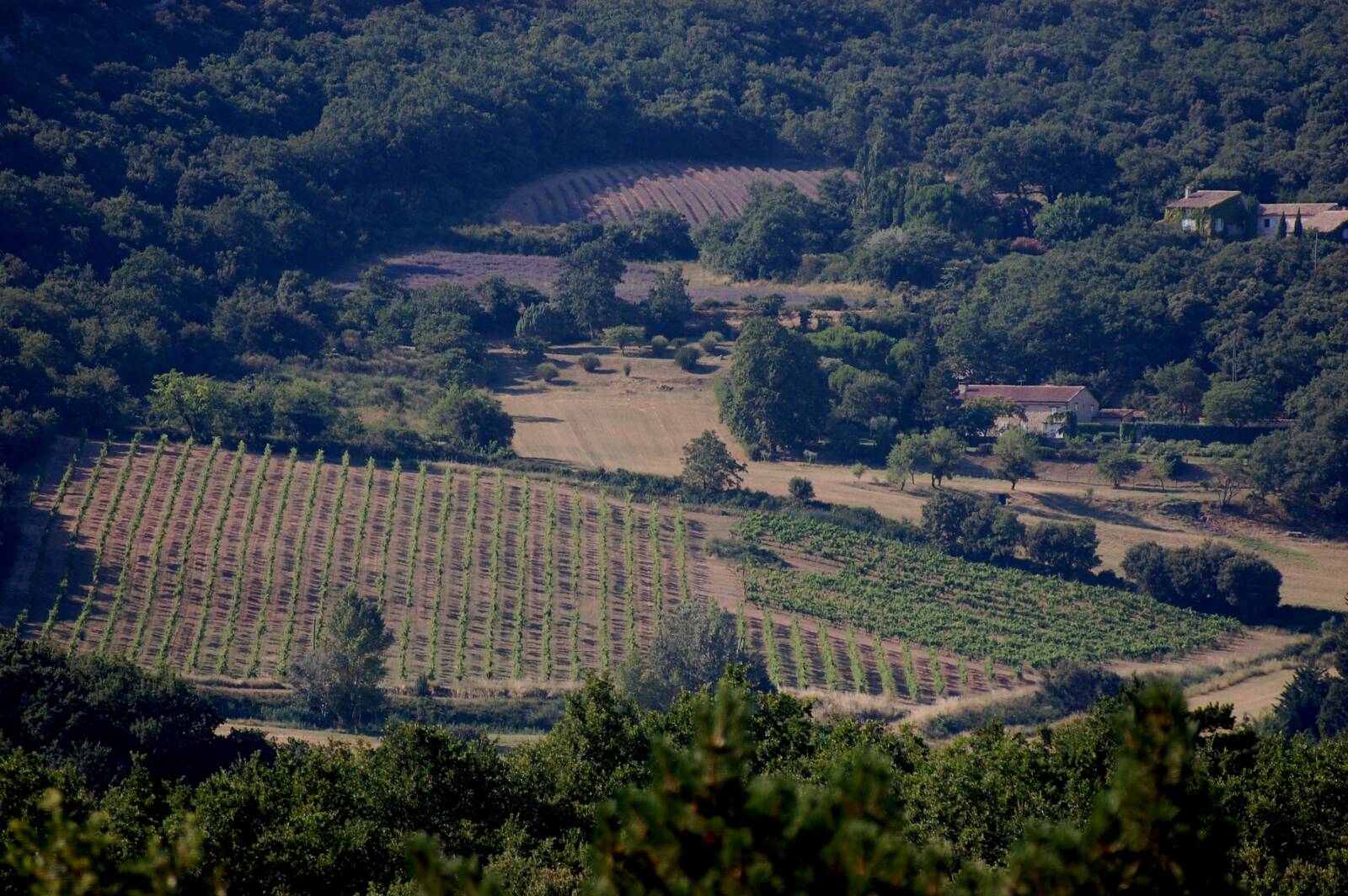 vigne au milieu des bois