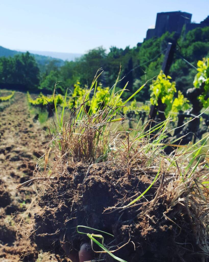 biodynamie système racinaire développé