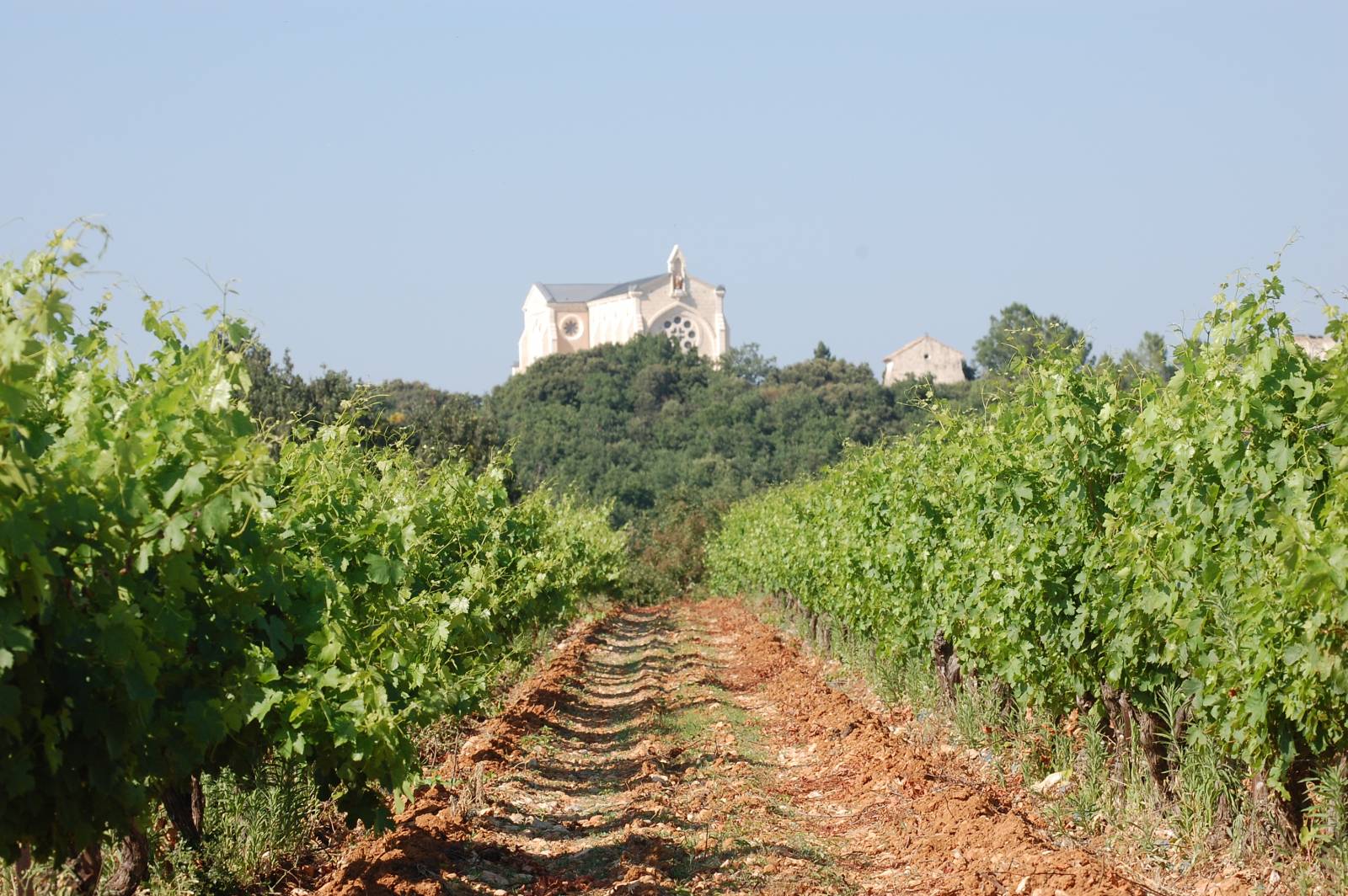 vigne roussas