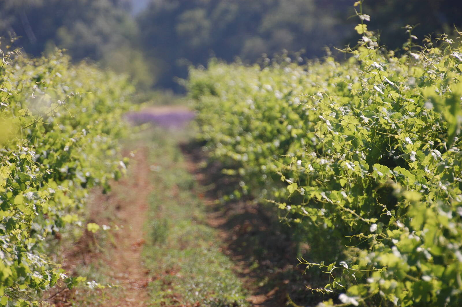 valaurie vines