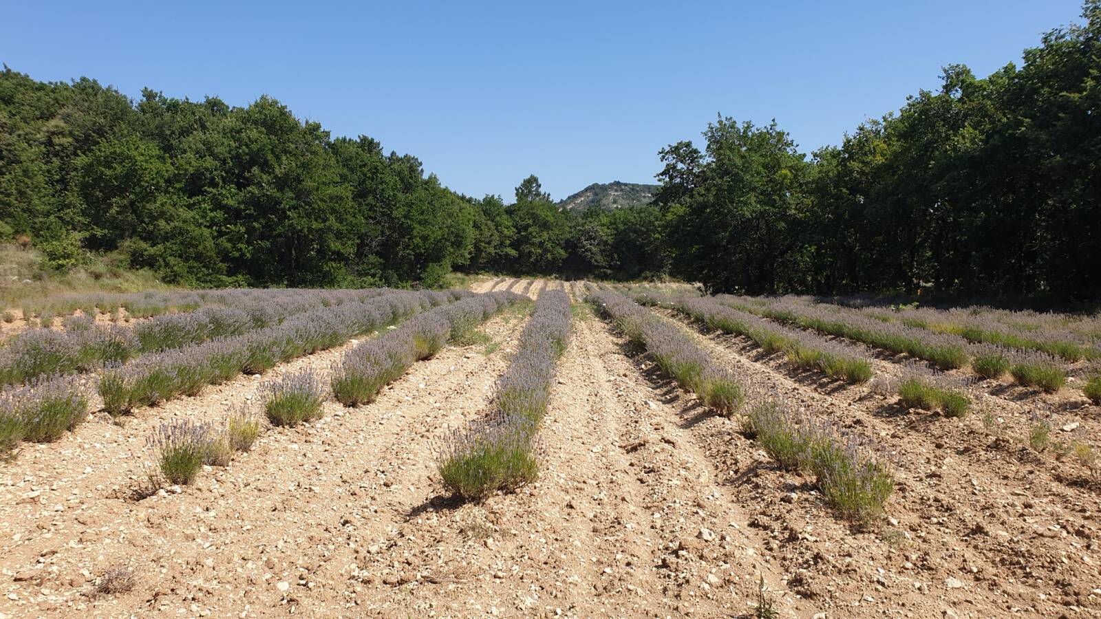 lavender field