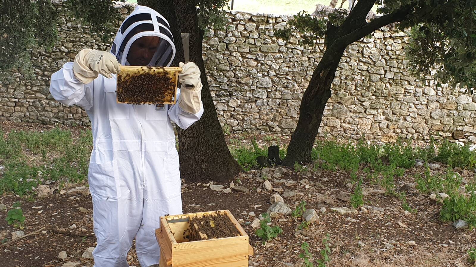 Laurent beehives